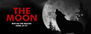 Why do wolves howl at the moon?